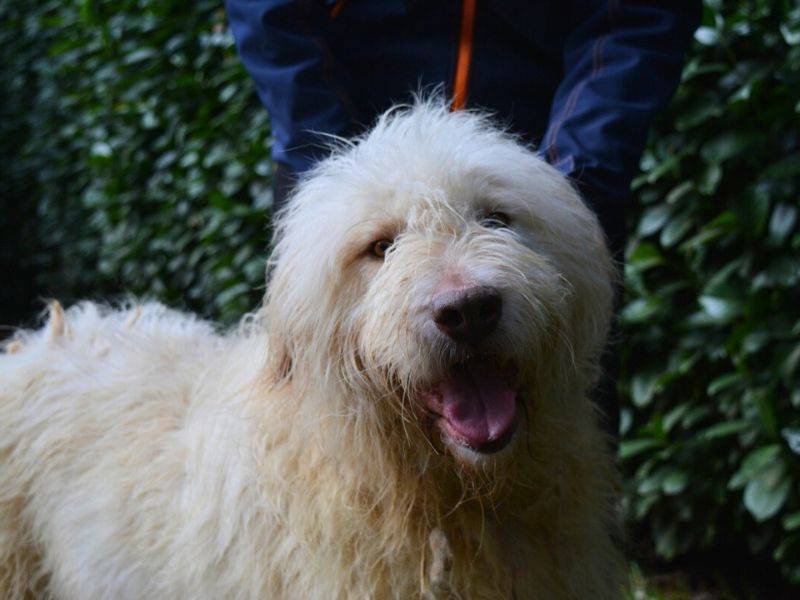 Vuoi adottare un cane a Roma?