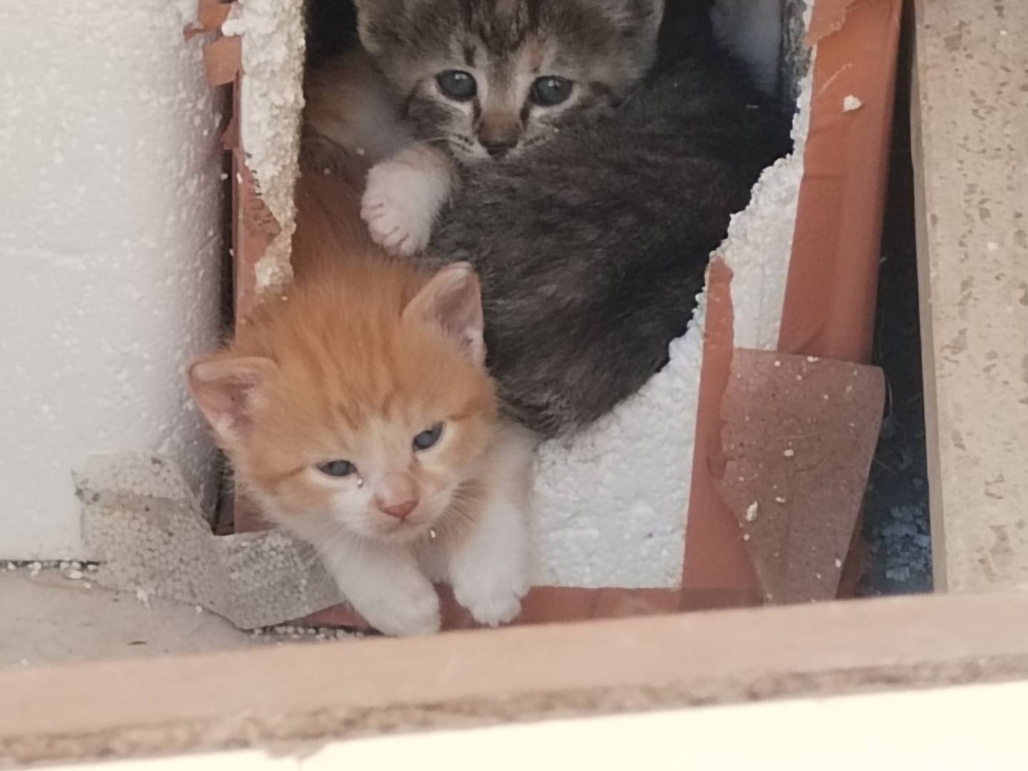 Adozione gatto, maschio, Razza sconosciuta Razza sconosciuta, 0 mesi, taglia non valida, Taranto