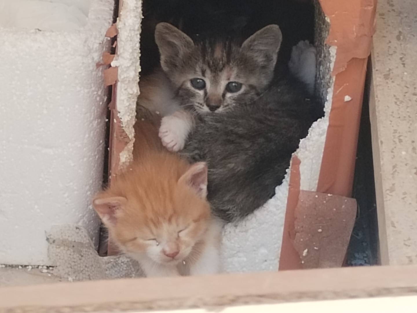 Vuoi adottare un gatto a Taranto?
