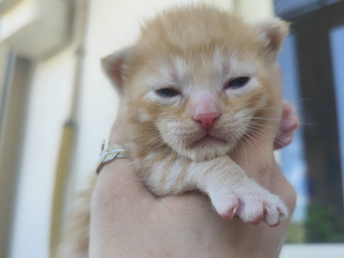 Adotta un gatto, maschio, 0 mesi, Messina