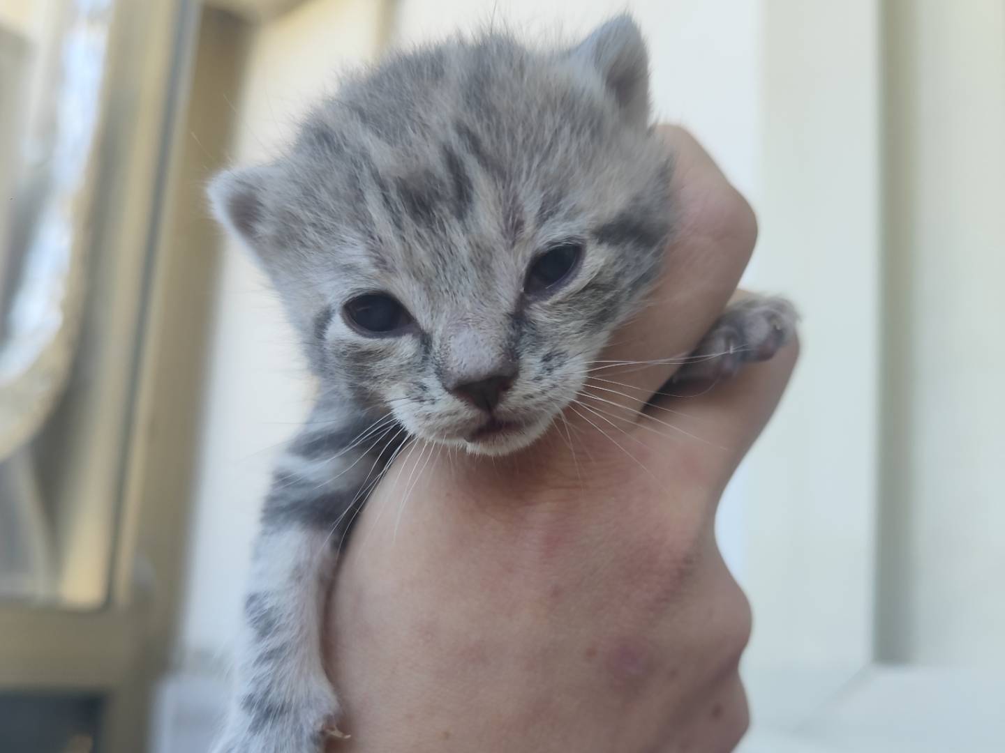 Adozione gatto, maschio, Razza sconosciuta Razza sconosciuta, 0 mesi, taglia non valida, Messina