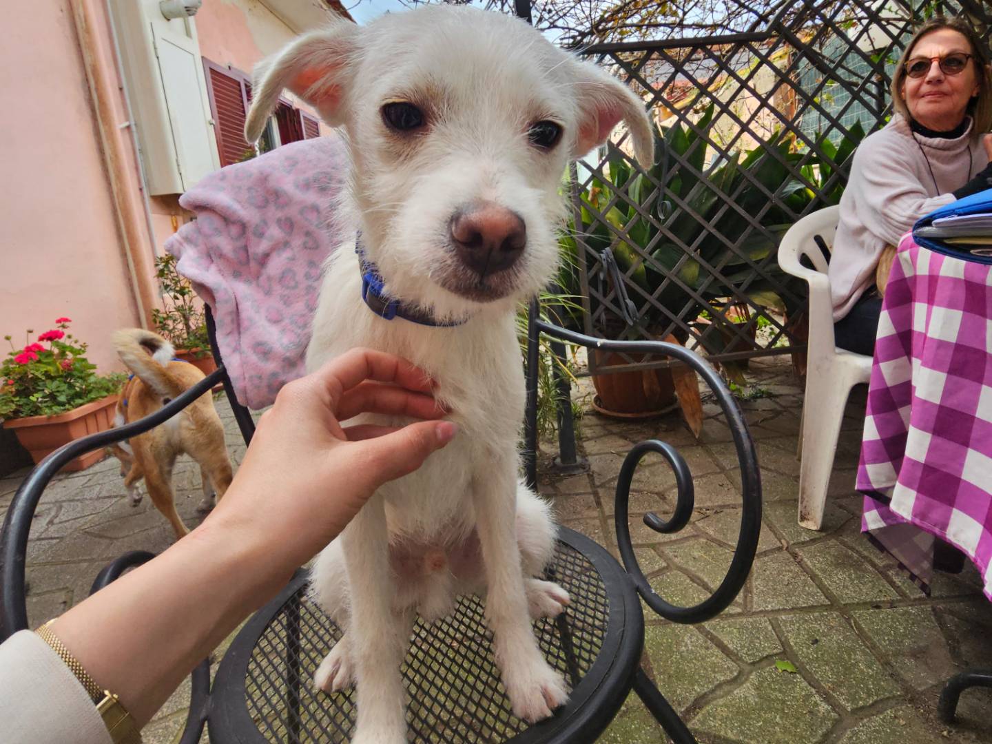 Adotta un cane, maschio, 1 anno, Avellino