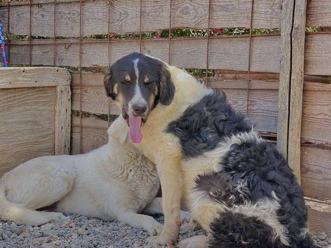 Adotta un cane, maschio, 1 anno e 1 mese, Crotone