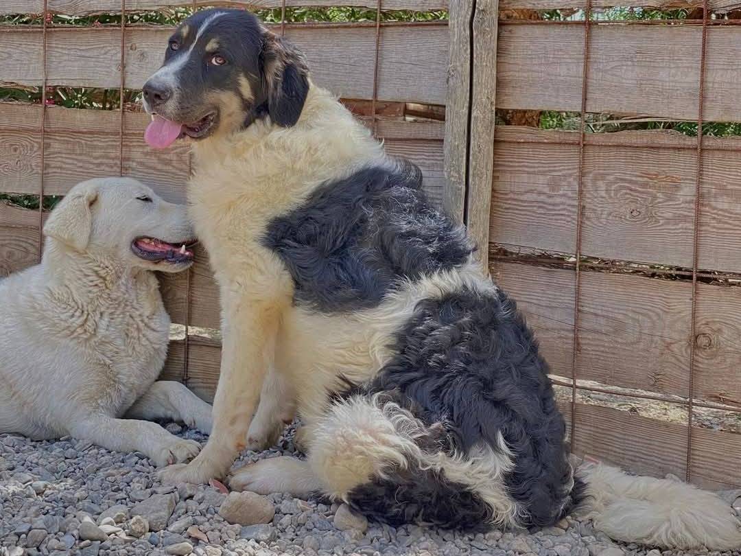 Adotta un cane, taglia gigante, maschio, Crotone