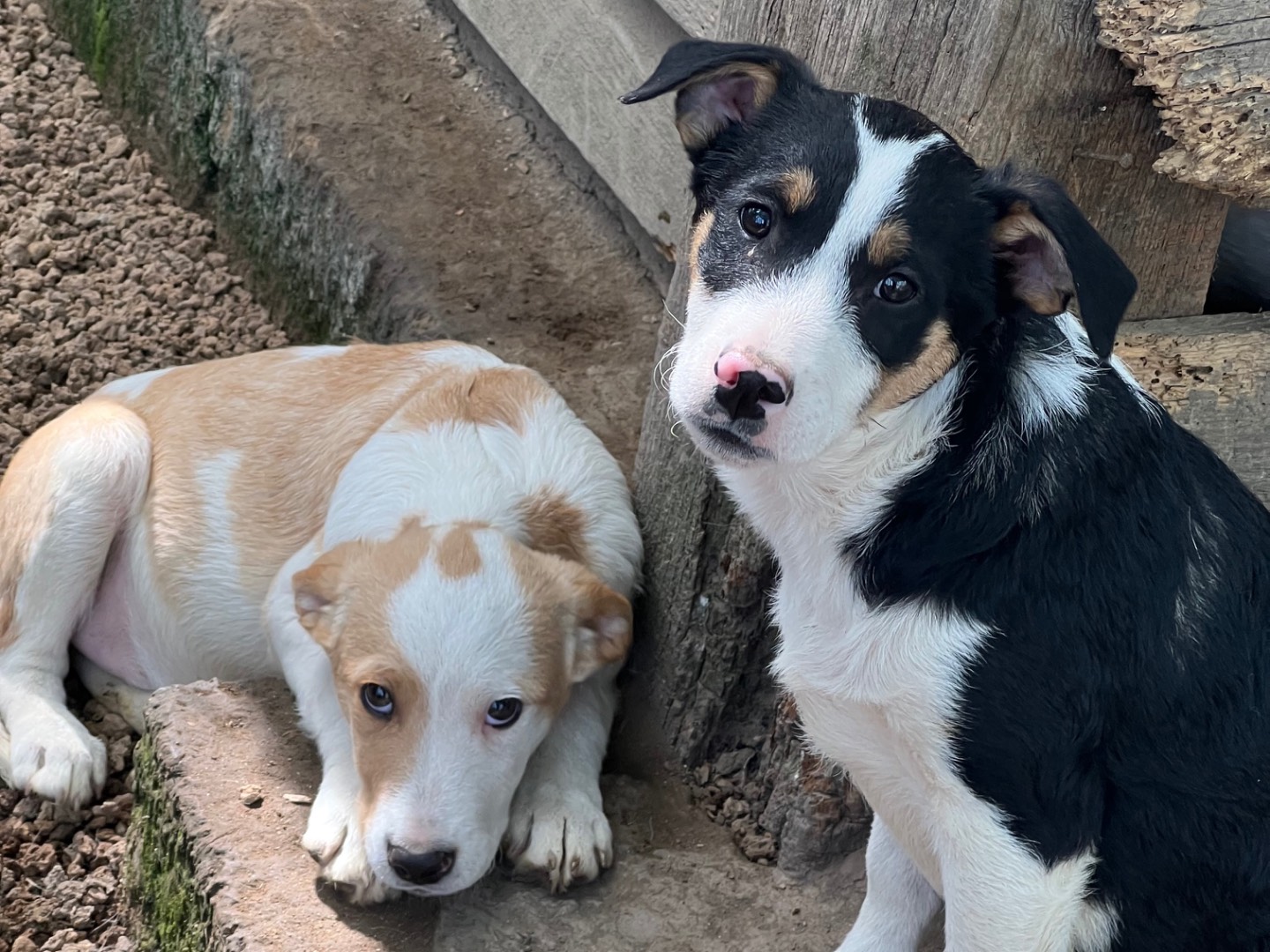 Adozione cane, maschio, Razza sconosciuta Razza sconosciuta, 3 mesi, taglia media contenuta, Roma