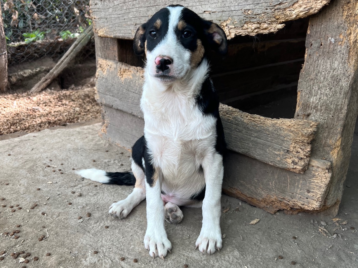Adotta un cane, maschio, 3 mesi, Roma