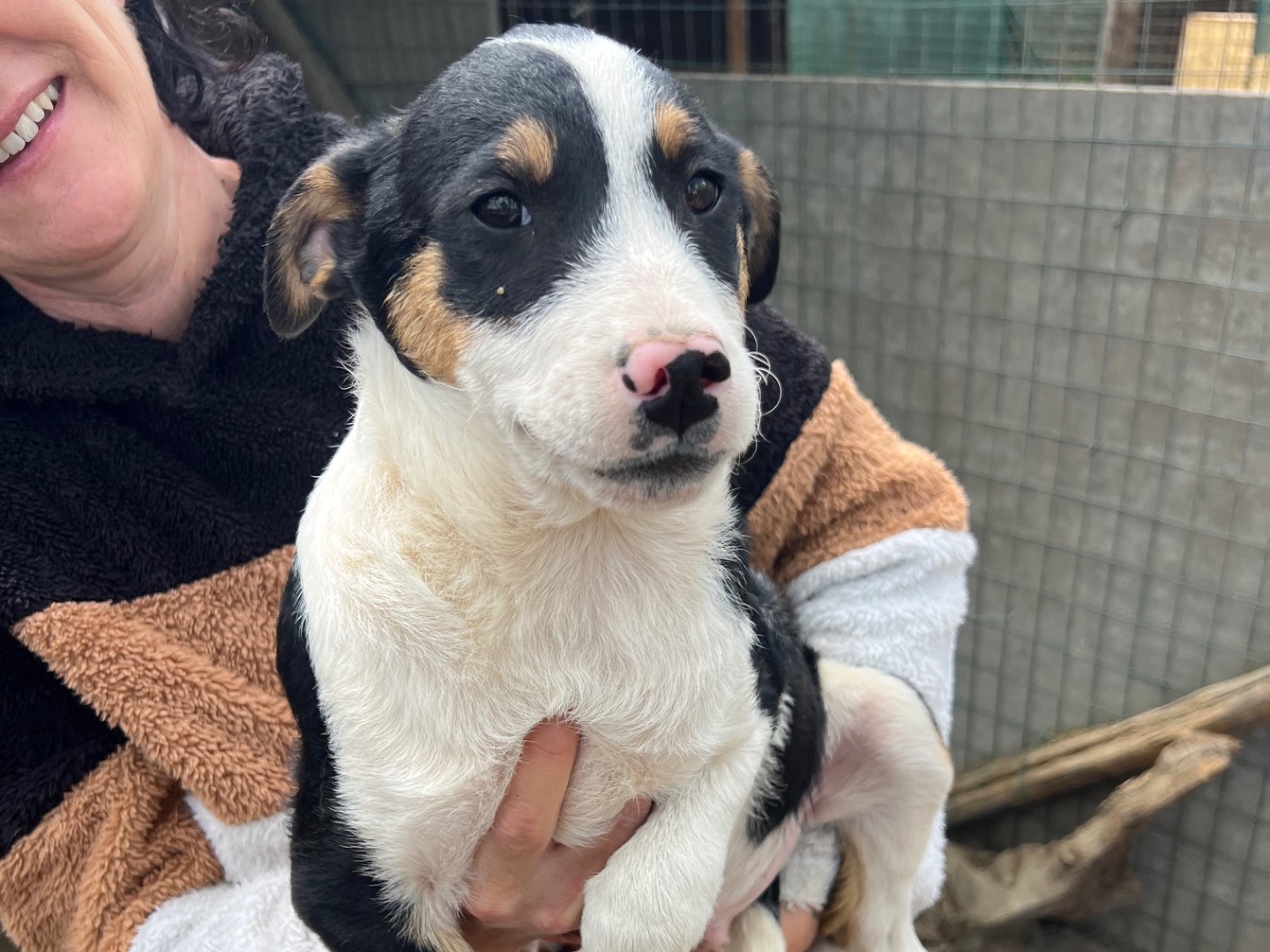 Adotta un cane, taglia media contenuta, maschio, Roma