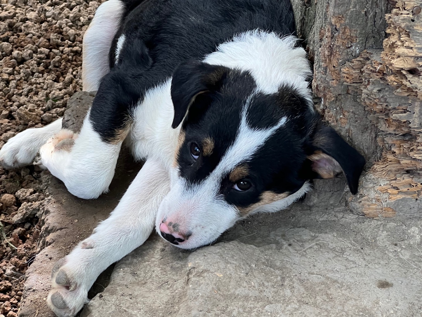 Vuoi adottare un cane a Roma?