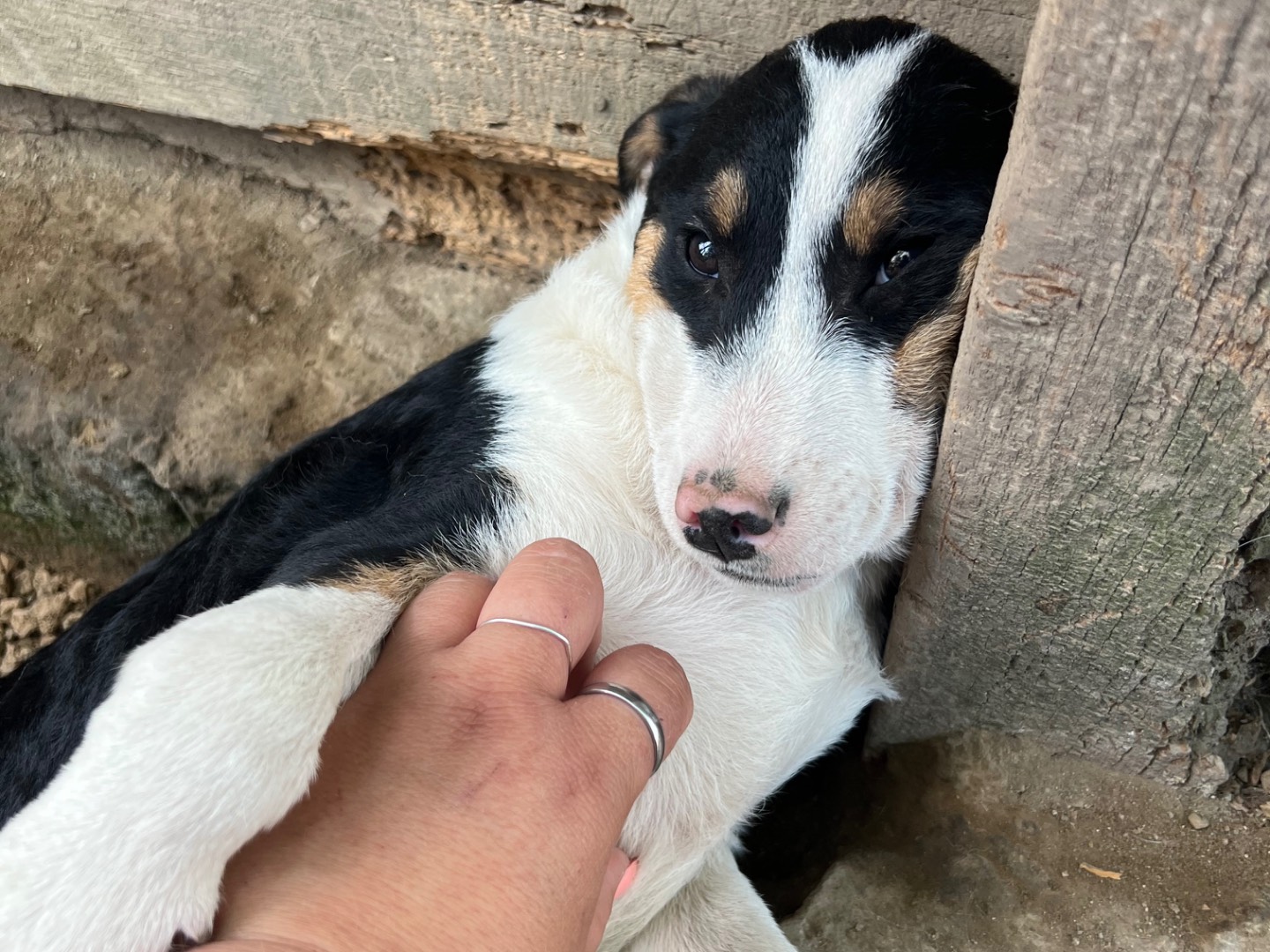 Adotta il cane Giotto a Roma
