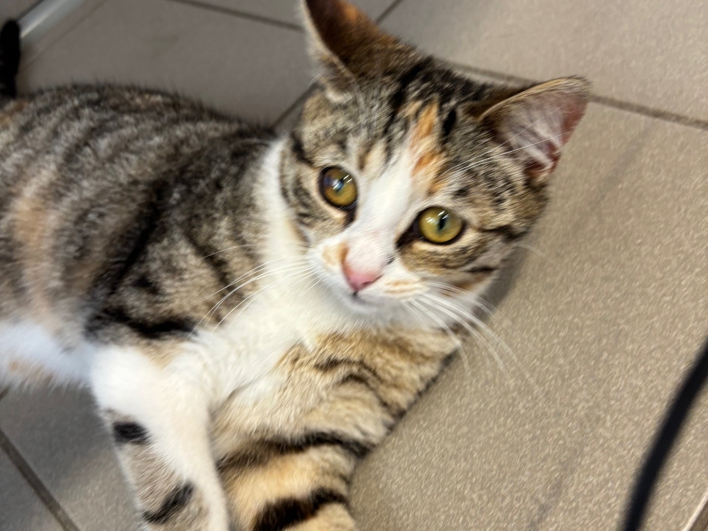 Adotta un gatto, femmina, 7 mesi, Brescia
