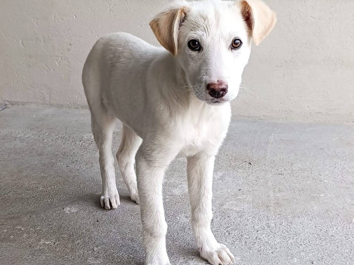 Adotta un cane, maschio, 4 mesi, Firenze