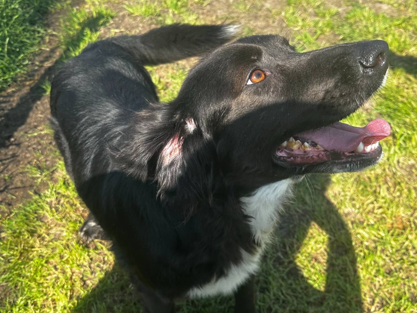 Vuoi adottare un cane a Latina?