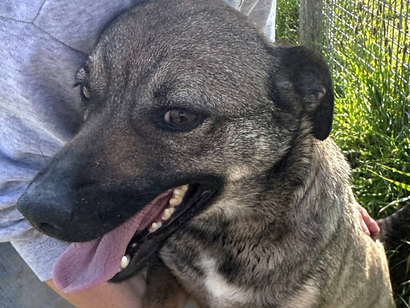 Adotta un cane, femmina, 3 anni e 1 mese, Latina