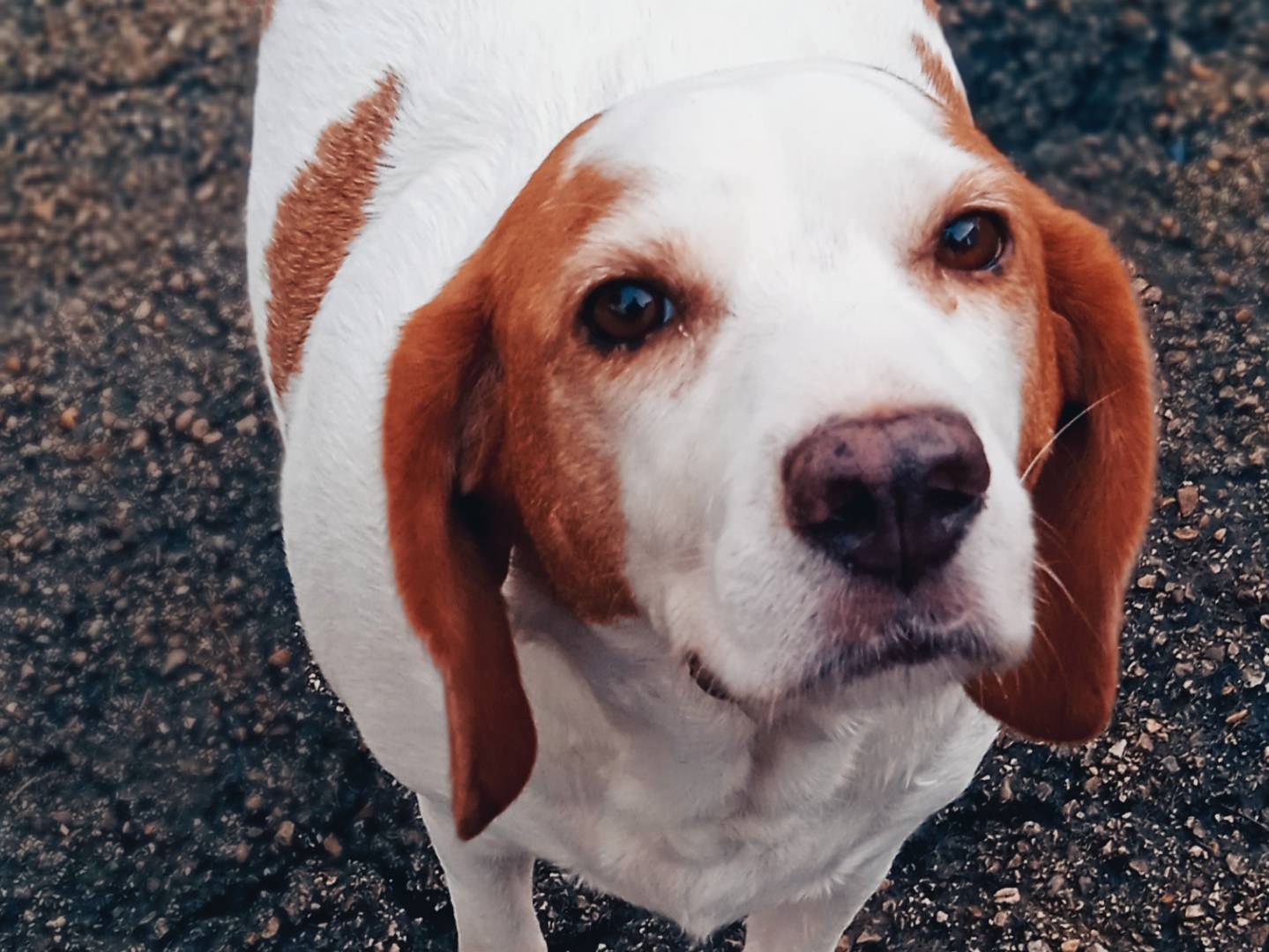 Foto dell'animale