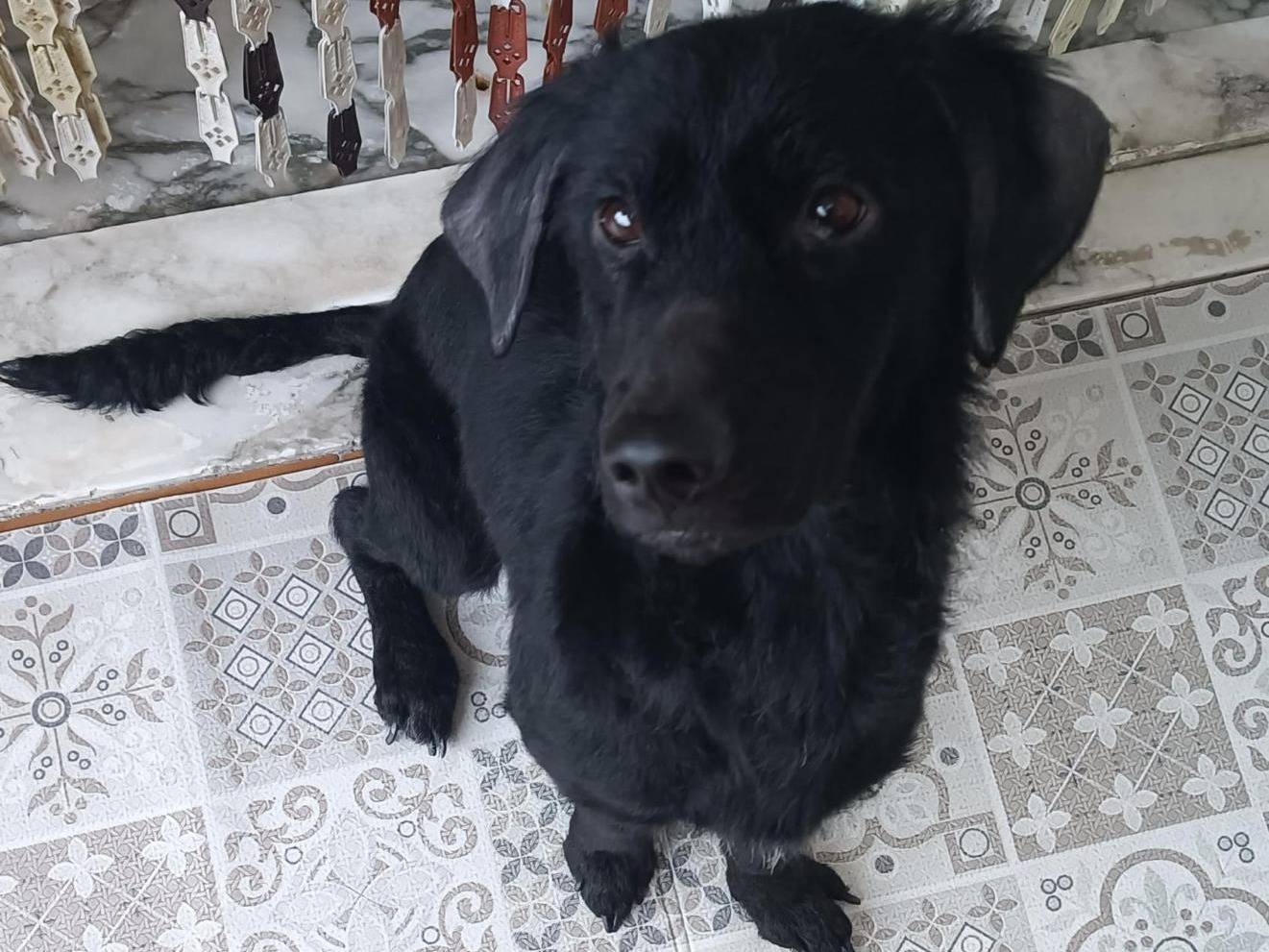 Adotta un cane, femmina, 2 anni  e 3 mesi , Caserta