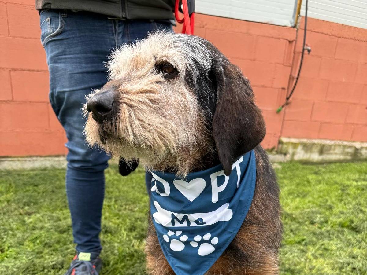 Adotta un cane, maschio, 11 anni  e 8 mesi , Matera