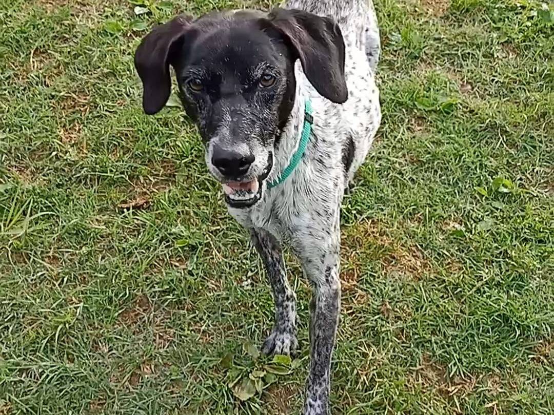 Adotta un cane, taglia media contenuta, maschio, Pisa