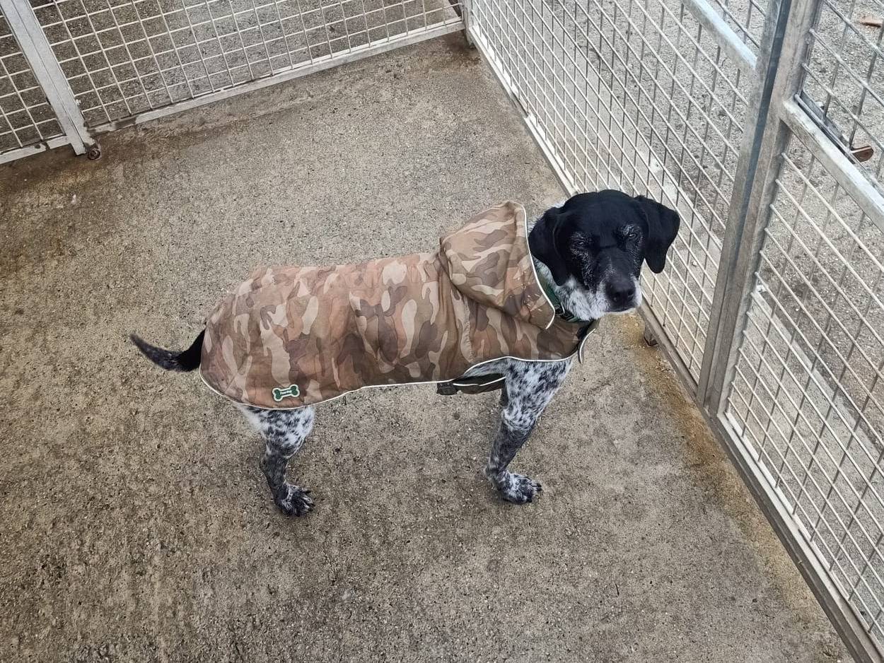 Vuoi adottare un cane a Pisa?
