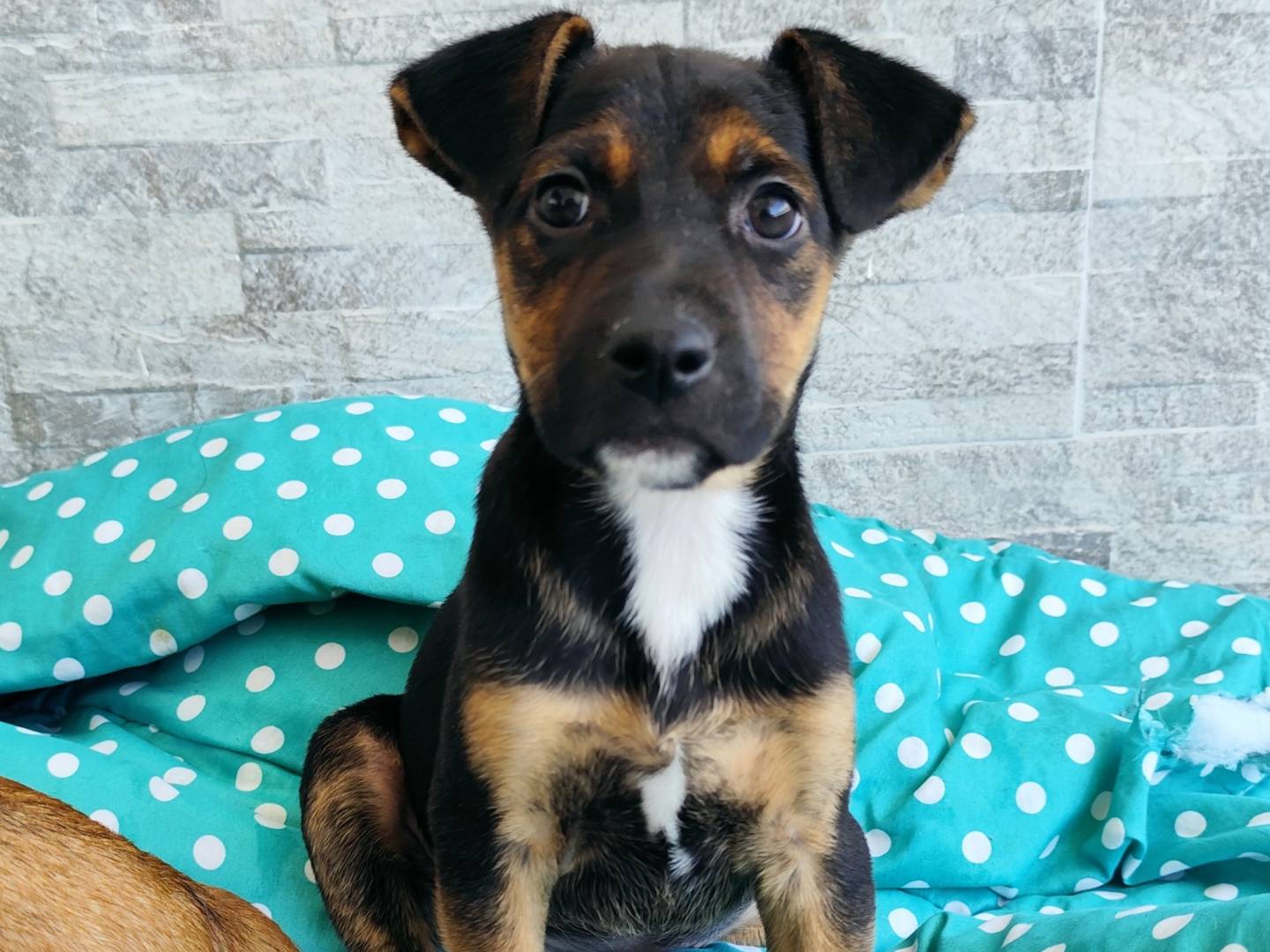 Adozione cane, femmina, Razza sconosciuta Razza sconosciuta, 1 mesi, taglia media, Messina