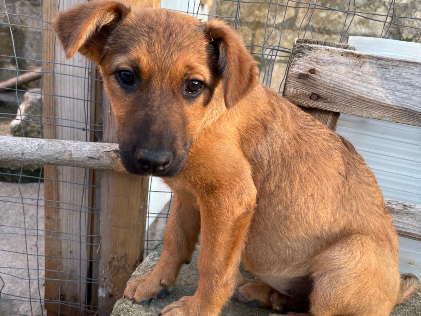Foto dell'animale