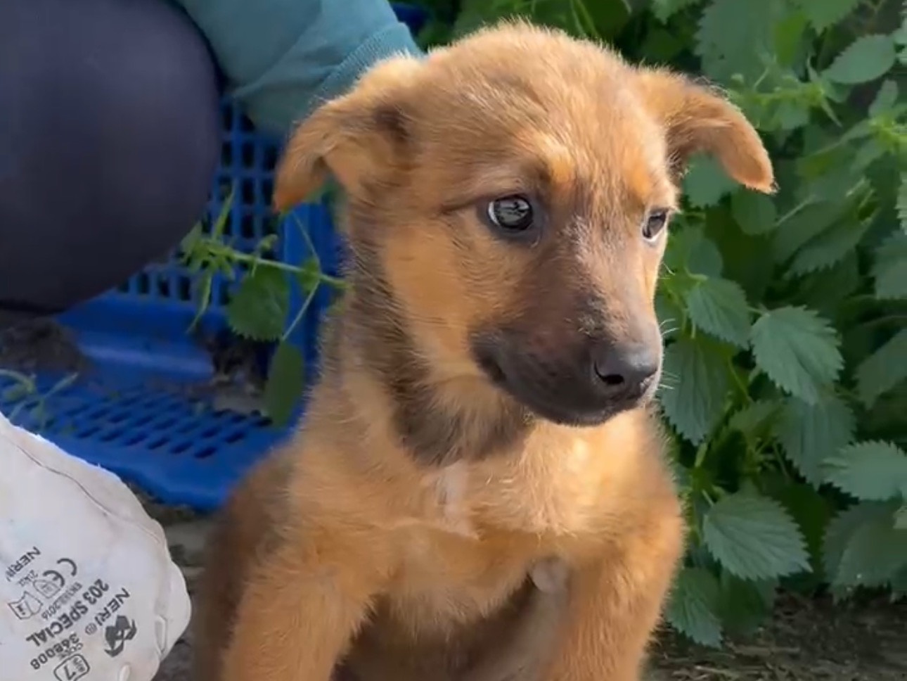 Adotta un cane, femmina, 3 mesi, Siracusa