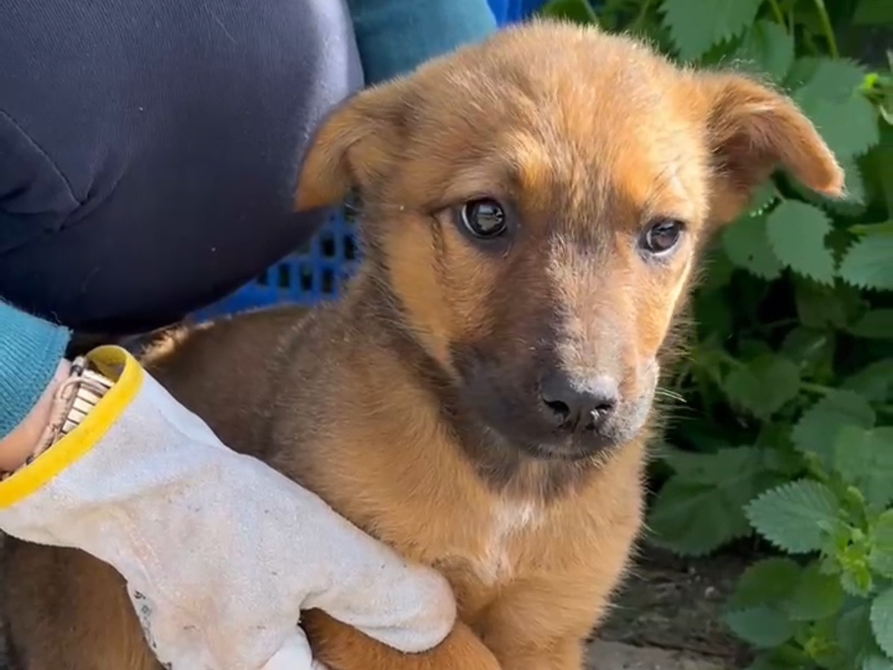 Adotta un cane, taglia media, femmina, Siracusa