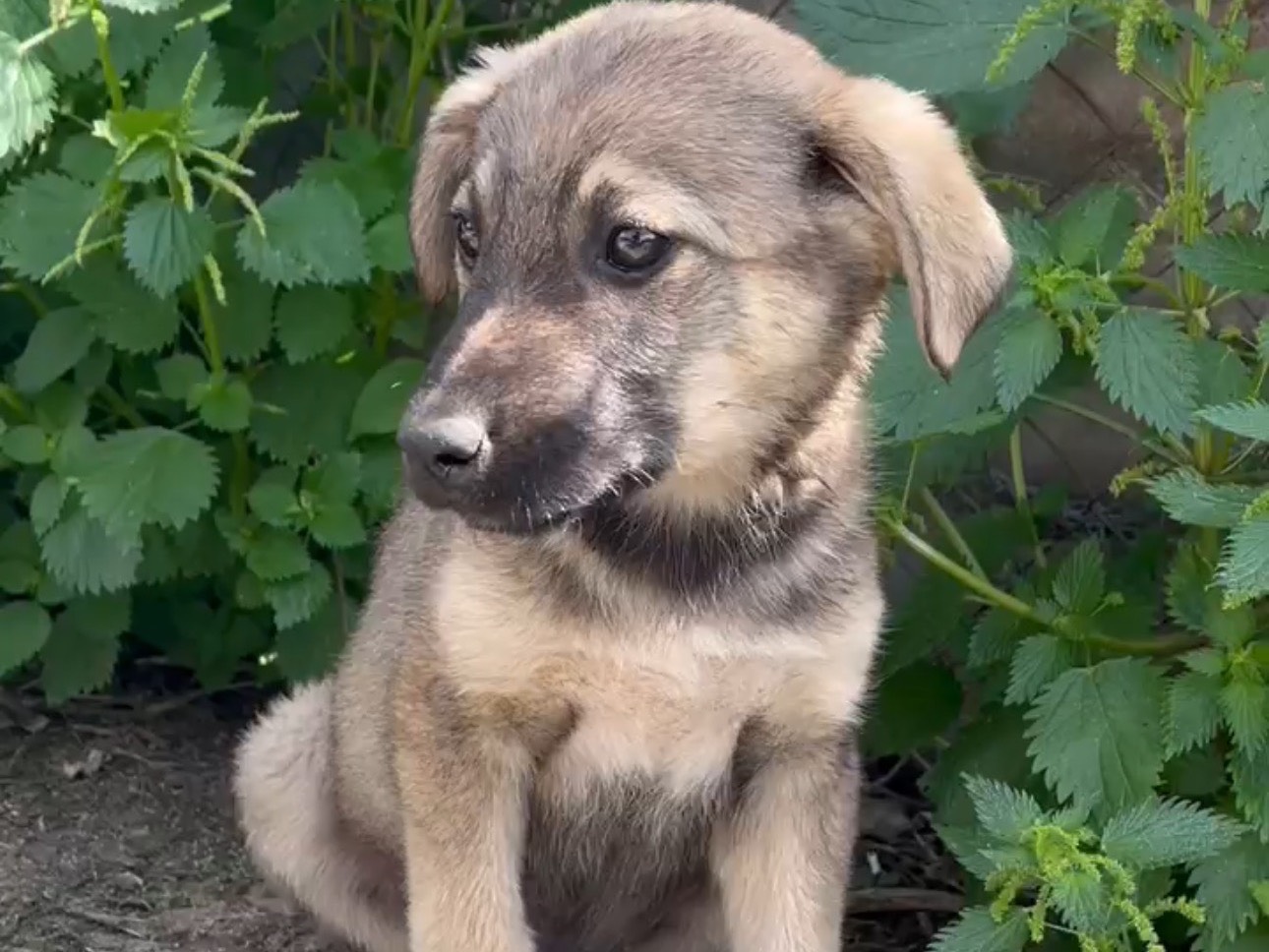 Adotta un cane, maschio, 3 mesi, Siracusa