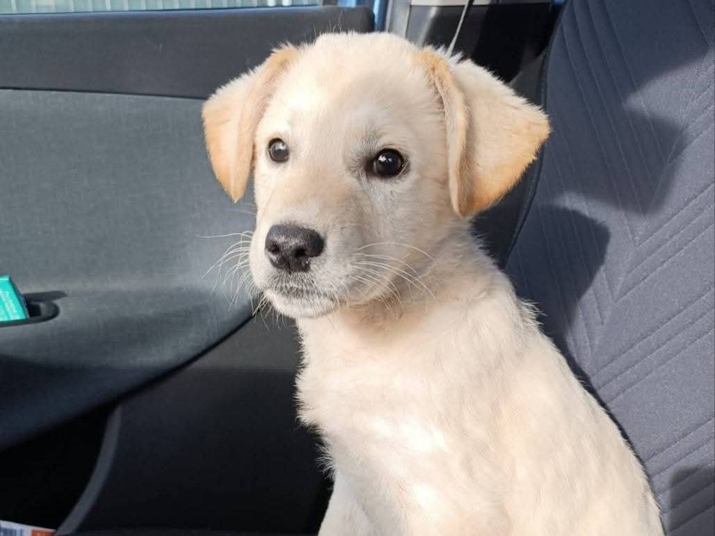 Adotta un cane, maschio, 3 mesi, Asti