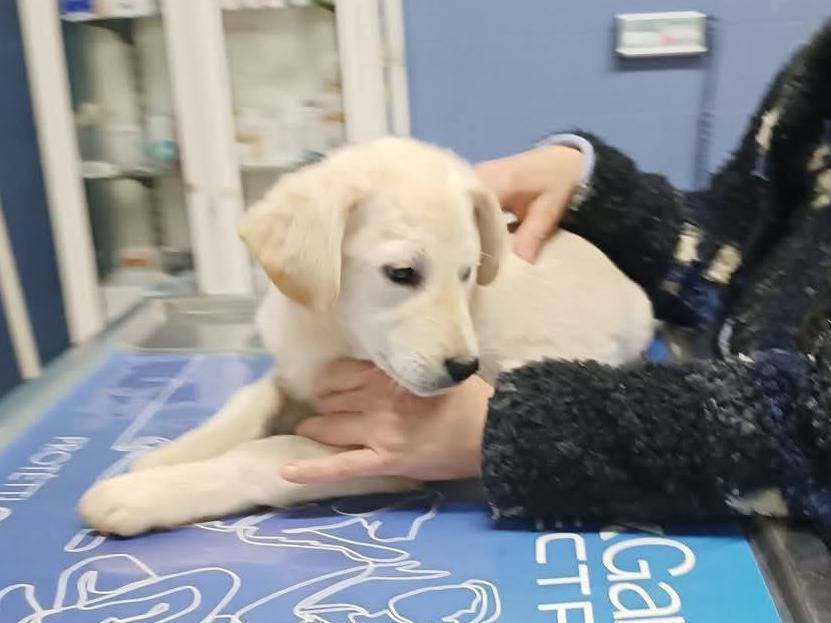 Adotta un cane, taglia media, maschio, Asti