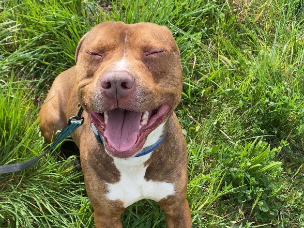 Adotta un cane, maschio, 1 anno e 3 mesi , Varese