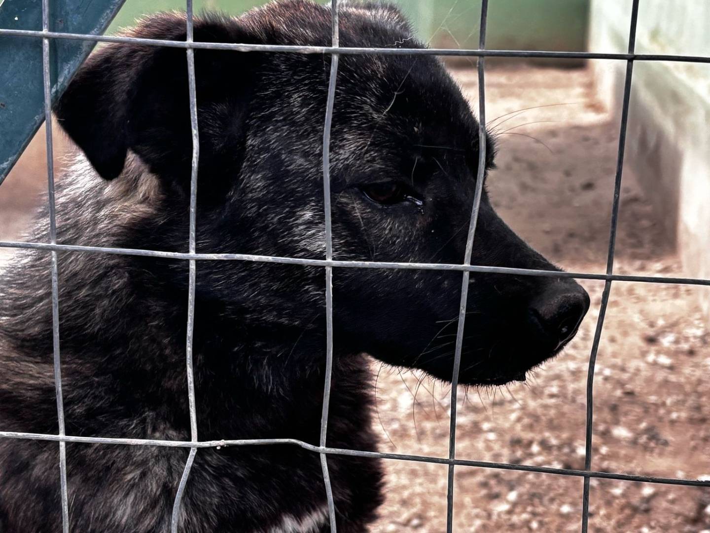 Foto dell'animale
