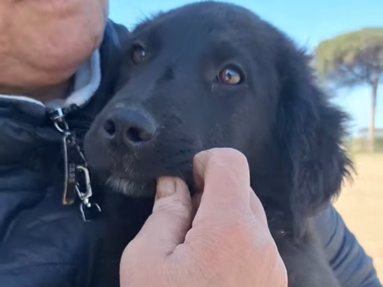 Adotta un cane, maschio, 3 mesi, Napoli