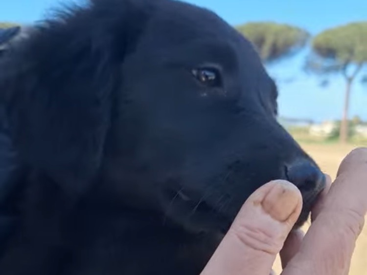Adotta un cane, taglia piccola, maschio, Napoli