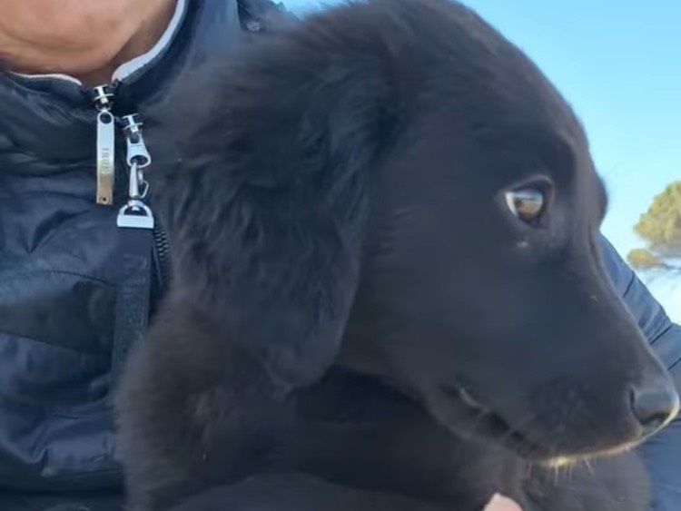 Vuoi adottare un cane a Napoli?