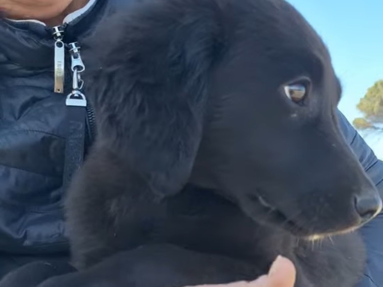 Adotta il cane Nocciolino a Napoli