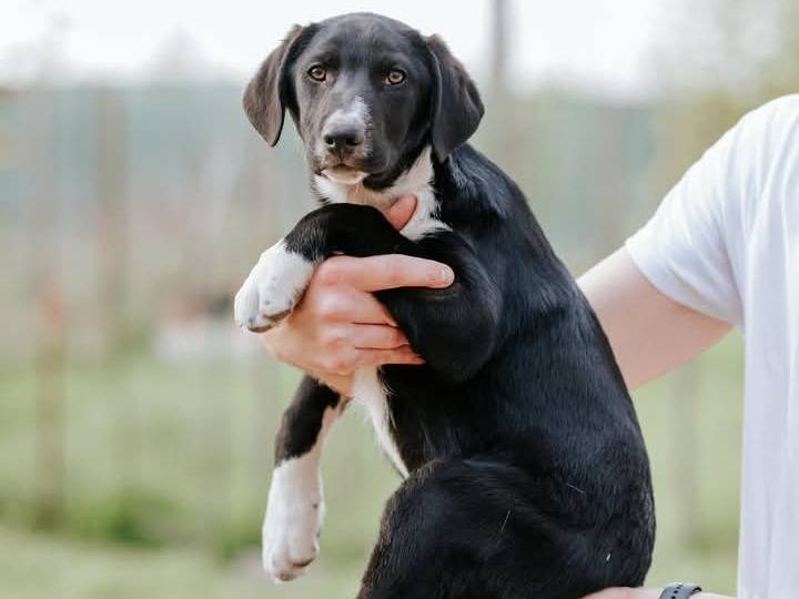 Foto dell'animale