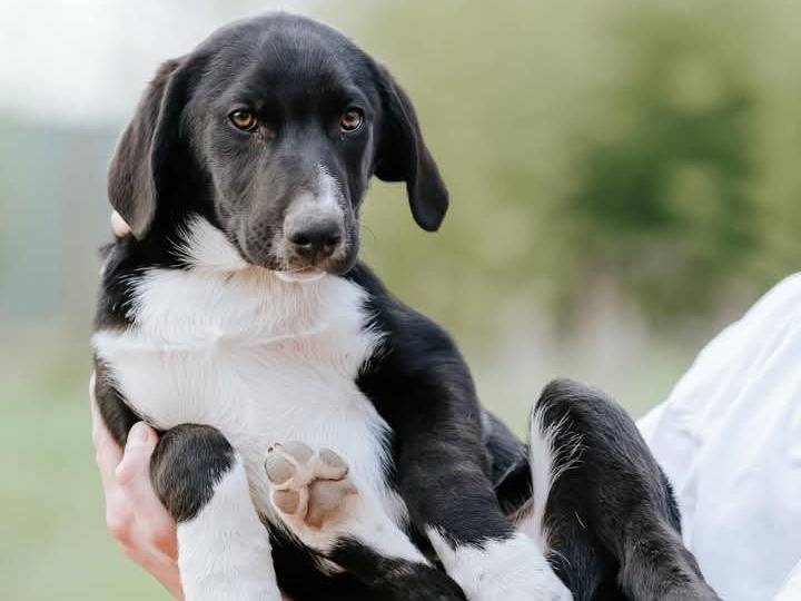 Adotta un cane, maschio, 6 mesi, Verona