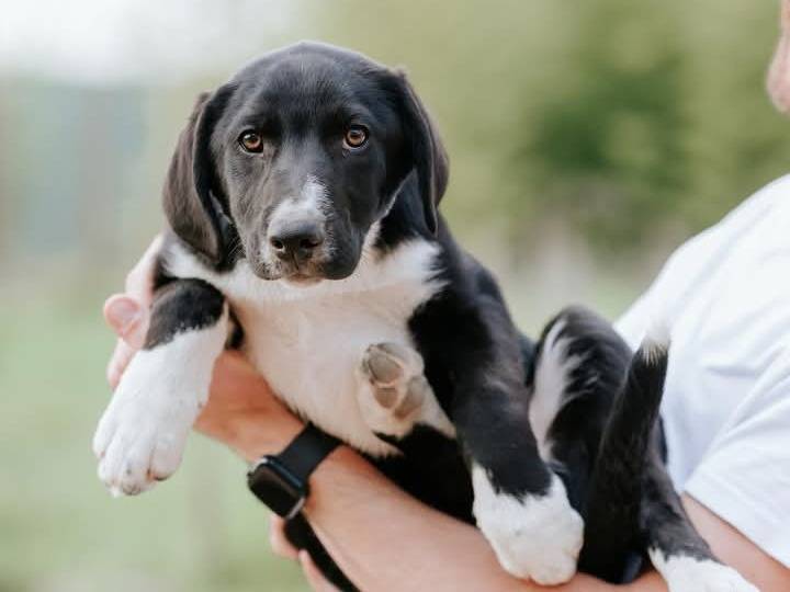 Adotta un cane, taglia grande, maschio, Verona