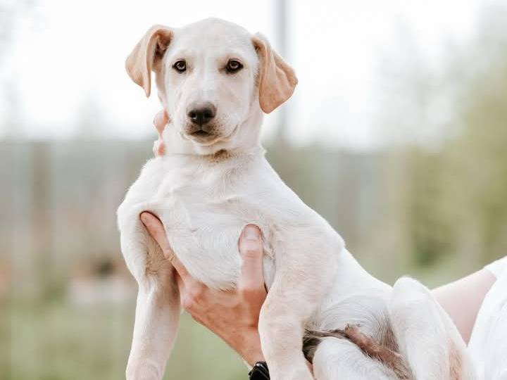 Adotta un cane, maschio, 3 mesi, Verona