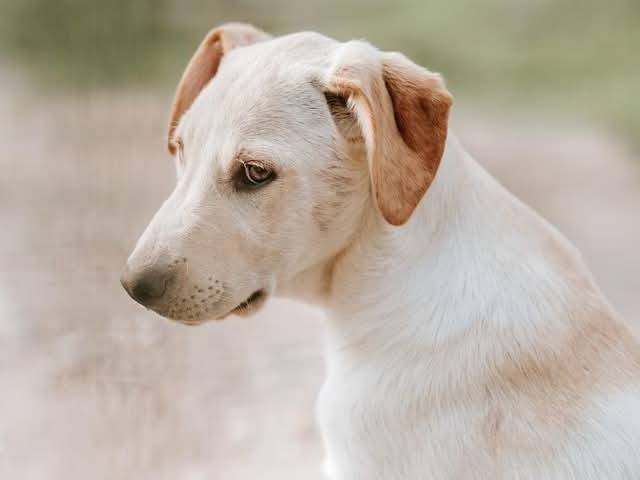 Adotta un cane, taglia grande, maschio, Verona