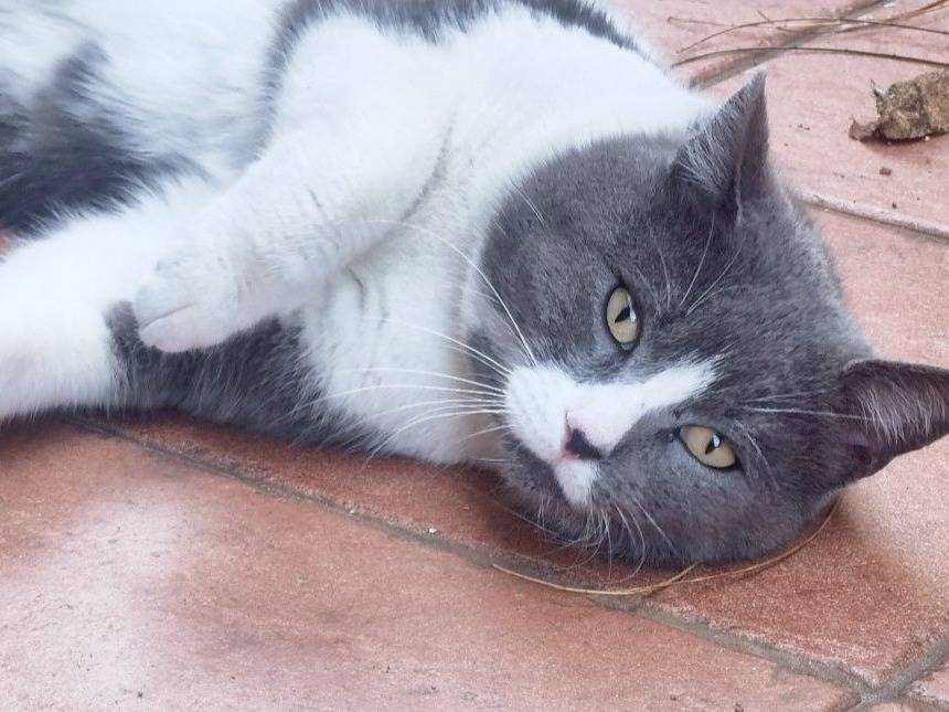 Foto dell'animale