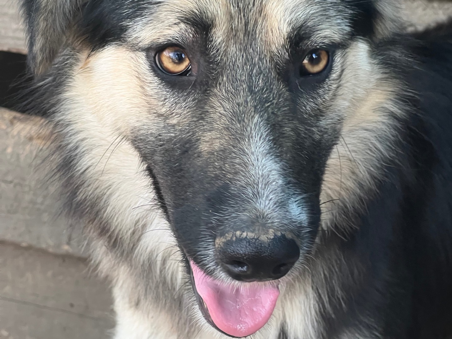 Adotta un cane, femmina, 1 anno e 3 mesi , Roma