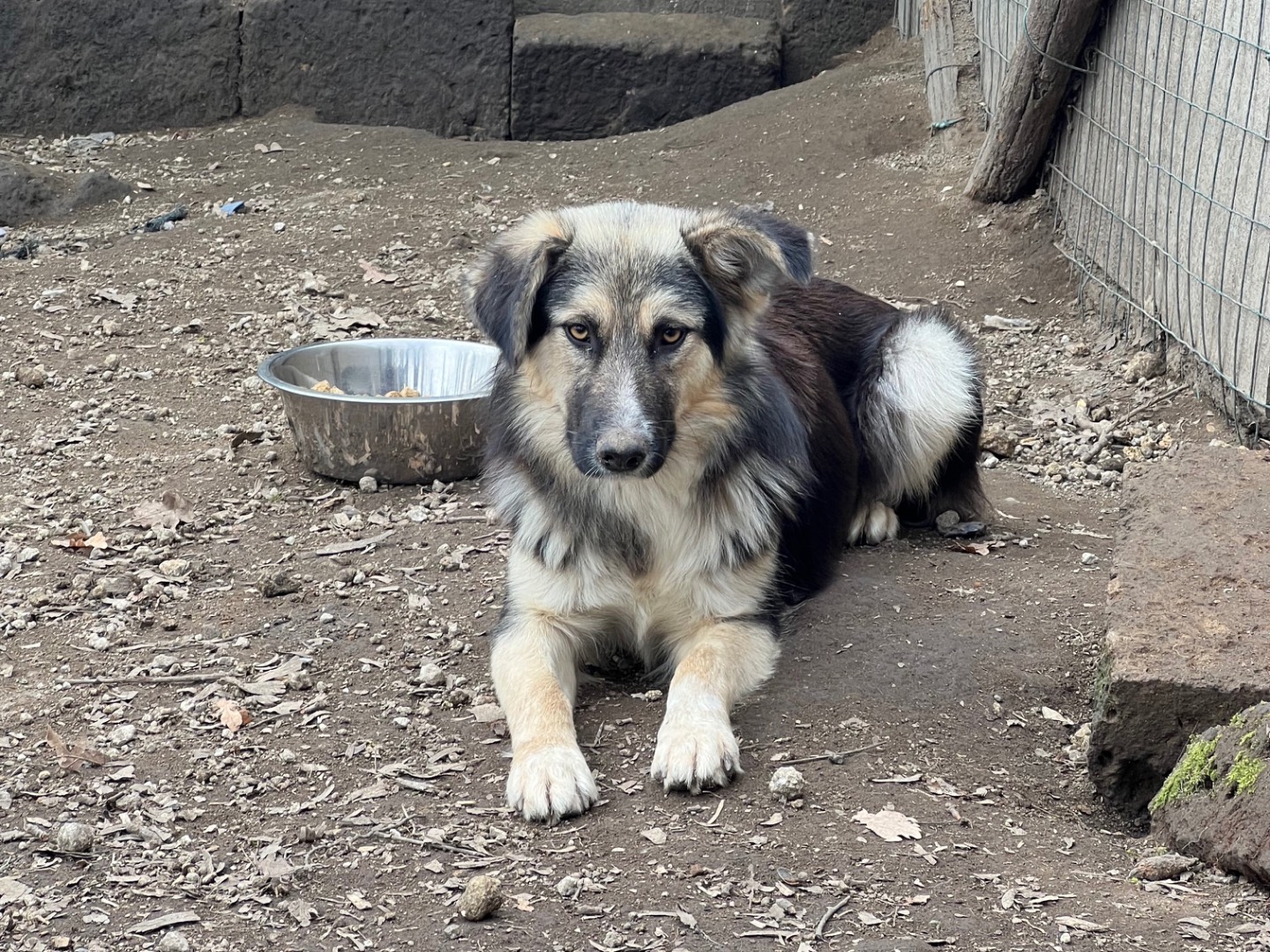 Vuoi adottare un cane a Roma?