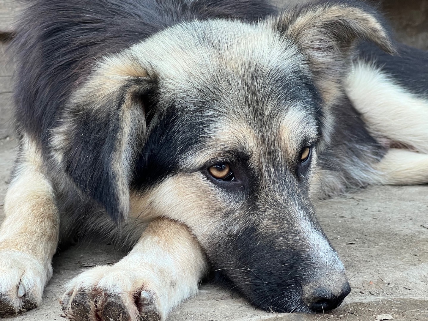 Adotta il cane Gioia a Roma
