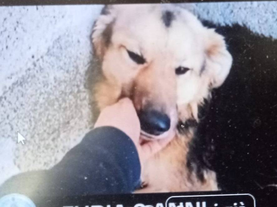Foto dell'animale
