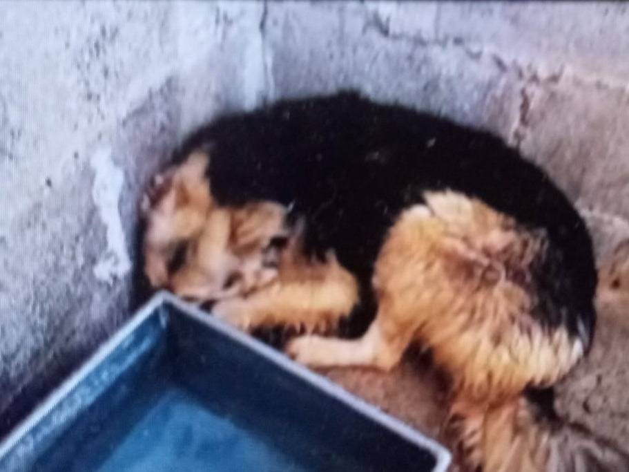 Adotta un cane, femmina, 1 anno e 10 mesi , Crotone