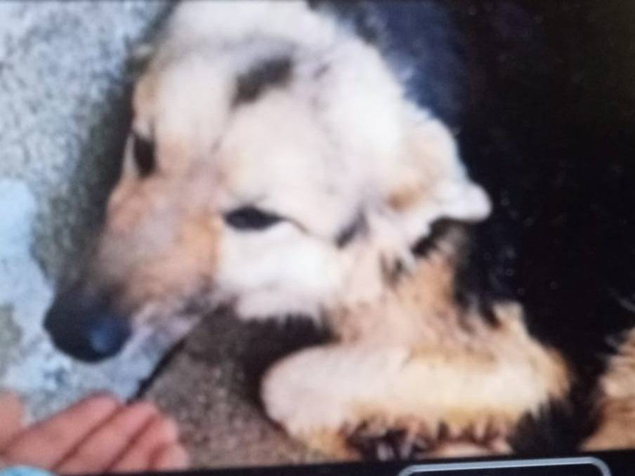 Vuoi adottare un cane a Crotone?
