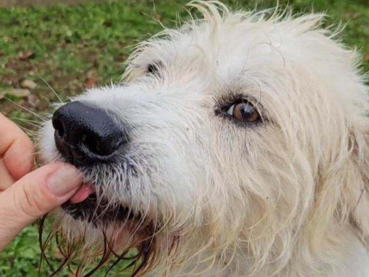 Adotta un cane, maschio, 4 anni  e 8 mesi , Novara