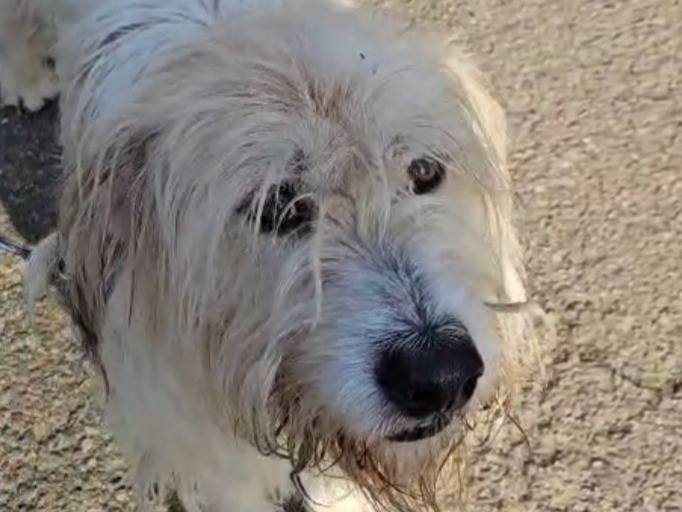 Adotta un cane, taglia media, maschio, Novara