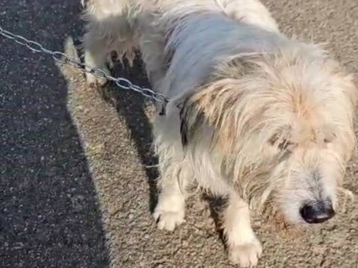 Vuoi adottare un cane a Novara?